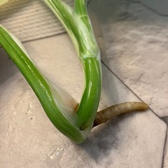 斑入りモンステラ 2の画像