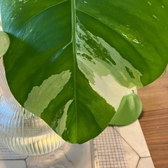 斑入りモンステラ 2の画像