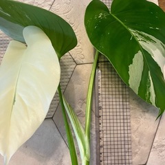 斑入りモンステラ 2の画像