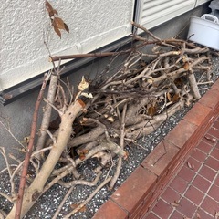 キンモクセイの枝の画像