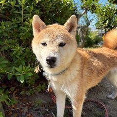 柴犬６歳♀