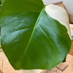 斑入りモンステラ 33の画像