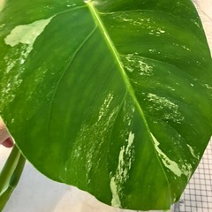 斑入りモンステラ 44の画像