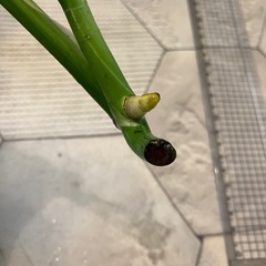 斑入りモンステラ 44の画像