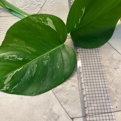 斑入りモンステラ 44の画像