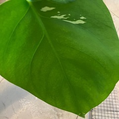 斑入りモンステラ 44の画像