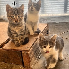子猫の里親さん探してます