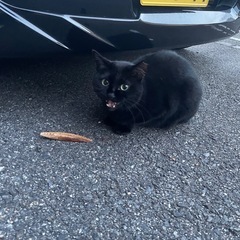 可愛い黒猫ちゃん家族を待ってます🐈‍⬛✨