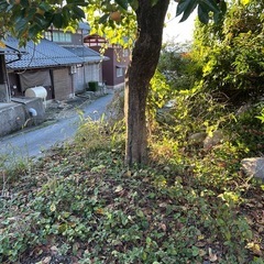 柿の木あげますの画像
