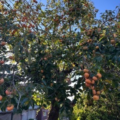 柿の木あげますの画像