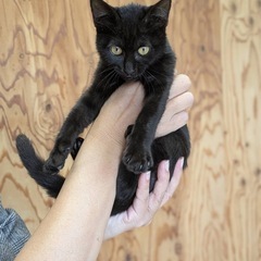 甘えん坊黒ちゃん❣️2ヶ月