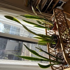 サンスベリア 1点の値段ですの画像