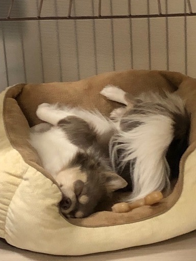 【大和市】5日間の犬のお世話