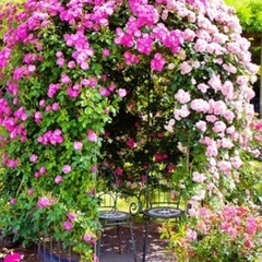 中高年バラフェスタ神代植物園　散策ランチ飲み会