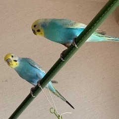 セキセイインコ2羽の里親募集 無料であげます・譲ります｜ジモティー