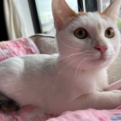 人大好き♡白三毛 里親募集中!!