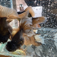 金魚　1匹　500円の画像