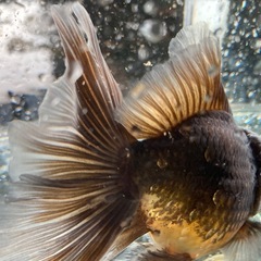 金魚　1匹　500円の画像