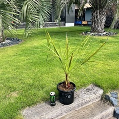 ✨値引き有り ココスヤシの画像