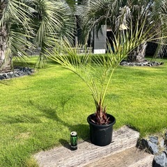 ★値引き有り ココスヤシ 大 ✨の画像