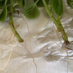 アロマティカス　根つき　抜き苗　水栽培　6本の画像