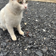 里親募集　人懐っこい女の子　去勢手術済み