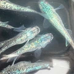 ラメミックス（めだか・メダカ）の画像