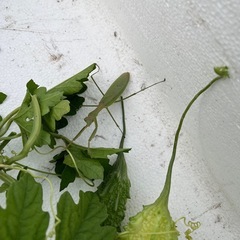カマキリの画像