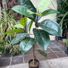 人工観葉植物　ゴムの木　高さ９０センチの画像