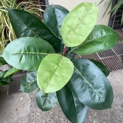 人工観葉植物　ゴムの木　高さ９０センチの画像
