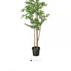IKEA フェイクグリーン（ベンジャミン）の画像