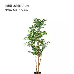 IKEA フェイクグリーン（ベンジャミン）の画像