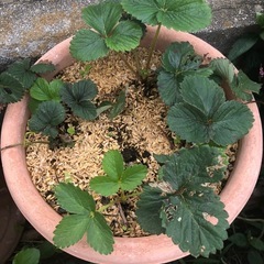 [週末限定]無農薬　いちごプランター　202510241の画像