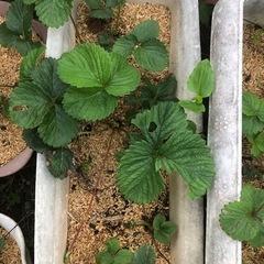 [週末限定]無農薬　いちごプランター　202510242の画像