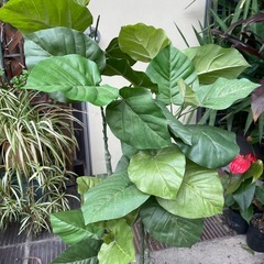 人工観葉植物　ウンベラータ　高さ１１０センチの画像