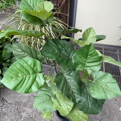 人工観葉植物　ウンベラータ　高さ１１０センチの画像