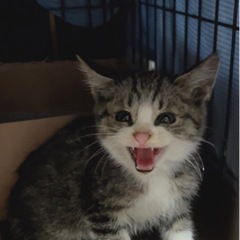里親探してます「子猫」