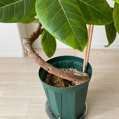 フィカス　アルテシマ　（ゴムの木）の画像