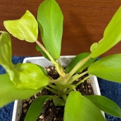 【観葉植物】フィロデンドロンの画像
