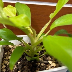 【観葉植物】フィロデンドロンの画像