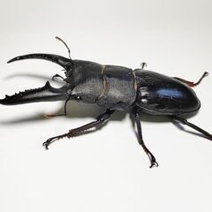 取り引き予定のため中断　大型パラワンオオヒラタクワガタ♂104.6mm単品＋オマケの画像