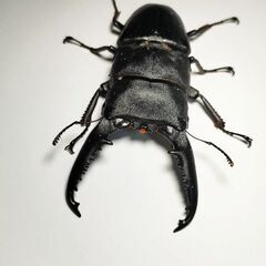 取り引き予定のため中断　大型パラワンオオヒラタクワガタ♂104.6mm単品＋オマケの画像