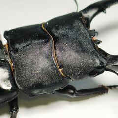 取り引き予定のため中断　大型パラワンオオヒラタクワガタ♂104.6mm単品＋オマケの画像