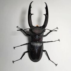 取り引き予定のため中断　大型パラワンオオヒラタクワガタ♂104.6mm単品＋オマケの画像