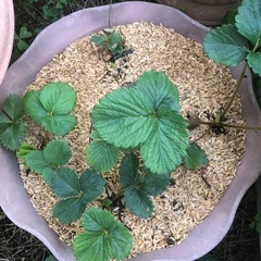[週末限定]無農薬　いちごプランター2個セット　202510244の画像