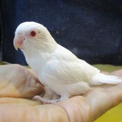 マメルリハ　雛ちゃん