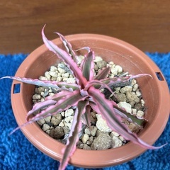 【観葉植物】クリプタンサスの画像
