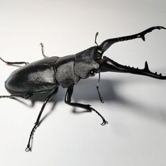 大型ギラファノコギリクワガタ♂102mm単品＋ツシマヒラタ♂2匹　計3匹セットの画像