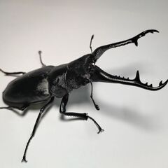 大型ギラファノコギリクワガタ♂102mm単品＋ツシマヒラタ♂2匹　計3匹セットの画像