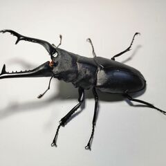 大型ギラファノコギリクワガタ♂102mm単品＋ツシマヒラタ♂2匹　計3匹セットの画像